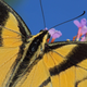 Illustration for article titled Shooting Challenge: Bugs Gallery (Part 5)